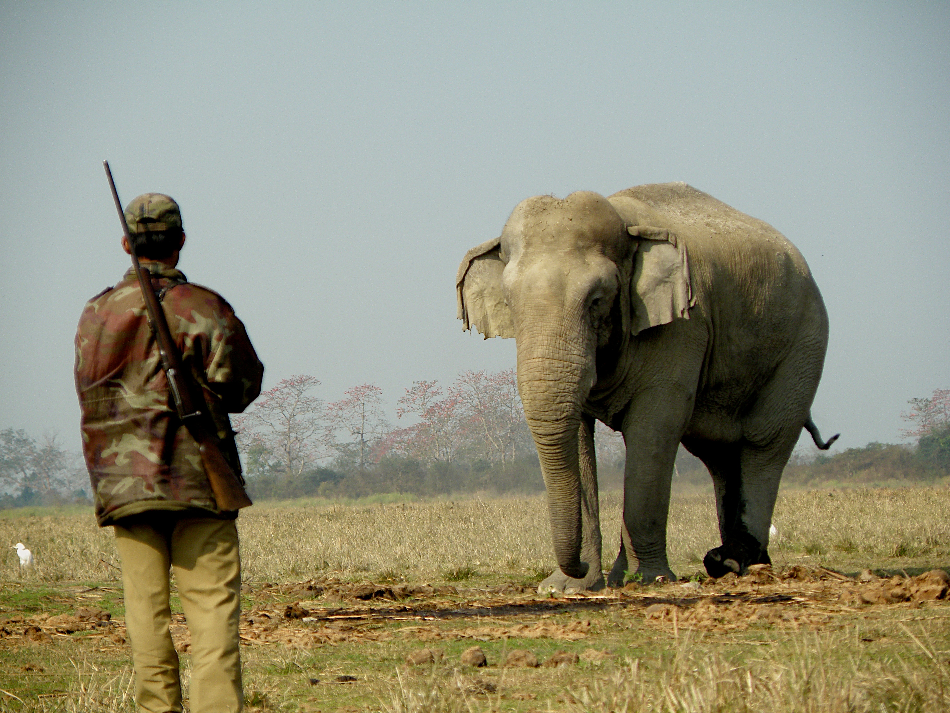 Disappearing animals. Индийский слон. Индийский слон с поднятым хоботом. Индийский слон за работой. Индийский слон из стеклопластика.
