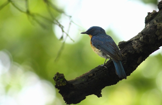 Ashok Kumar Mallik. Tickell's blue flycatcher. 2010. Brahmagiri.