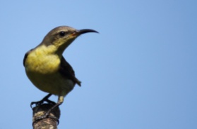 Ashok Kumar Mallik. Small Sunbird Female. 2011. Coorg.