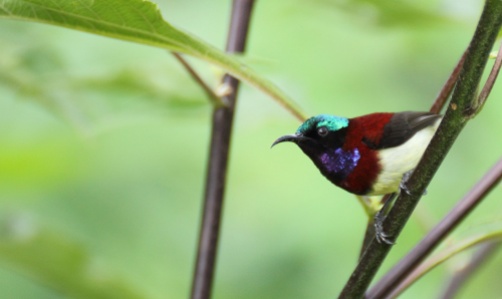 Ashok Kumar Mallik. Small Sunbird male. 2011. Coorg.