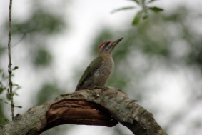 Sandeep Pulla. Streak throated Woodpecker. 2012. Nilgiris.