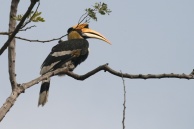 Saunak Pal. Great Hornbill (Buceros bicornis). 2007. Dandeli, Karnataka.
