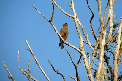 Souvik Mandal. Bird of Prey.