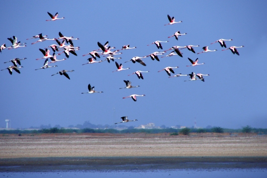 Souvik Mandal. Flamingoes. 2007. Gujarat Nal Sarovar.